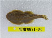 藏品(埔里中華爬岩鰍)的圖片